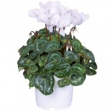 White Cyclamen